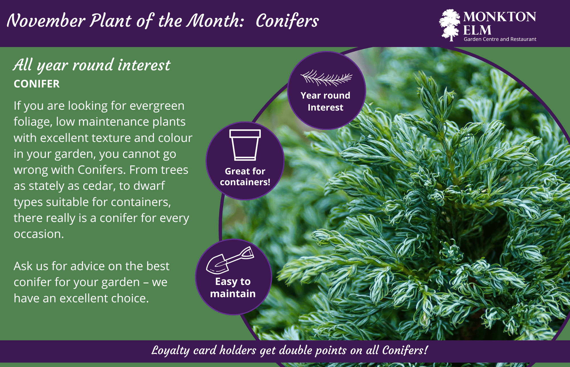 November Plant Of The Month- Conifers | Monkton Elm Garden Centre
