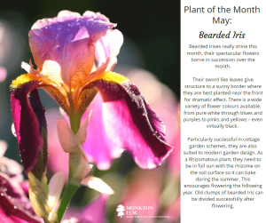 The Bearded Iris