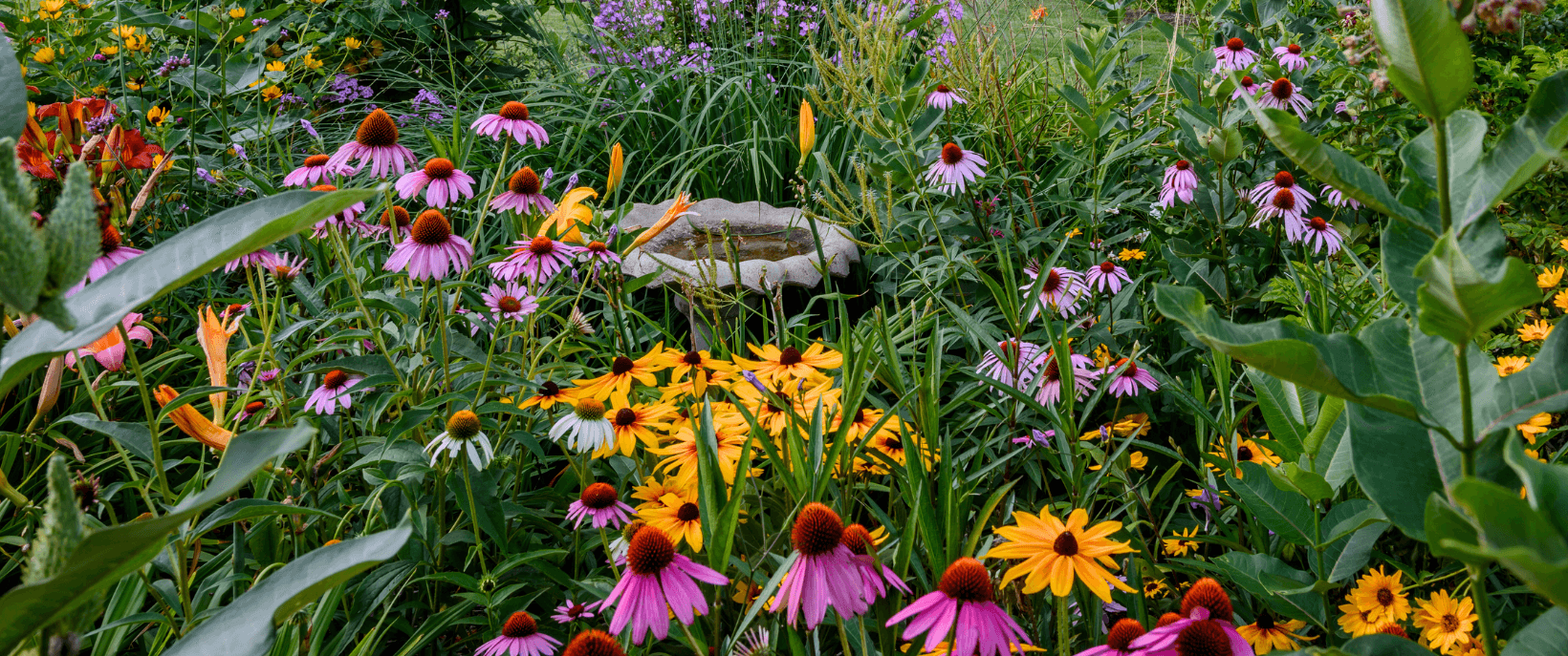 The August Garden | Monkton Elm Garden Centre