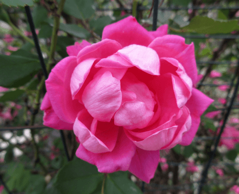 pink rose bud amongst greenery