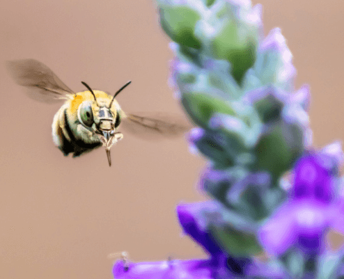 BEE WITH FLOWER