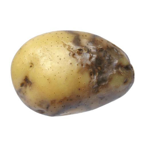 Potato Blight