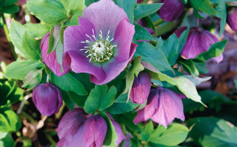 Plant Of The Month January 2026 - Hellebore | Monkton Elm Garden Centre