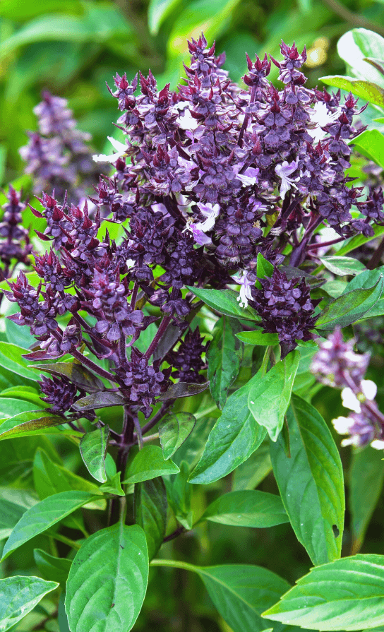 The May Garden