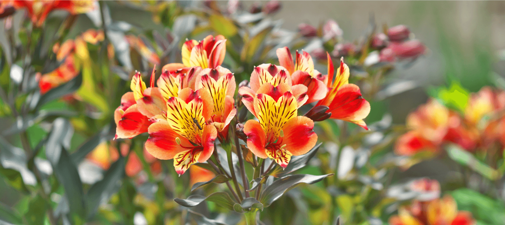 The August Garden | Monkton Elm Garden Centre
