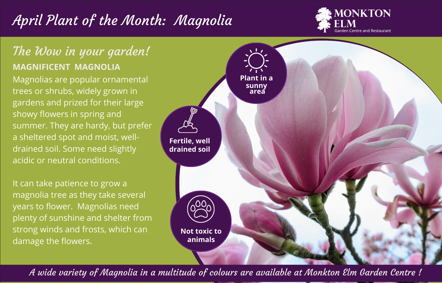 April Plant Of The Month: Magnolia