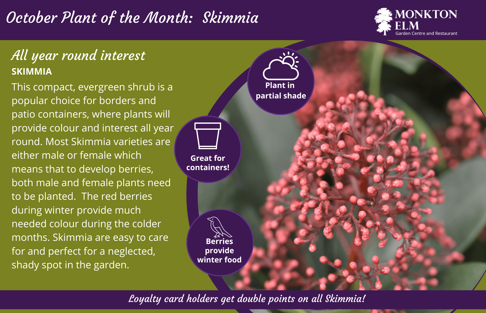 October Plant Of The Month - Skimmia | Monkton Elm Garden Centre