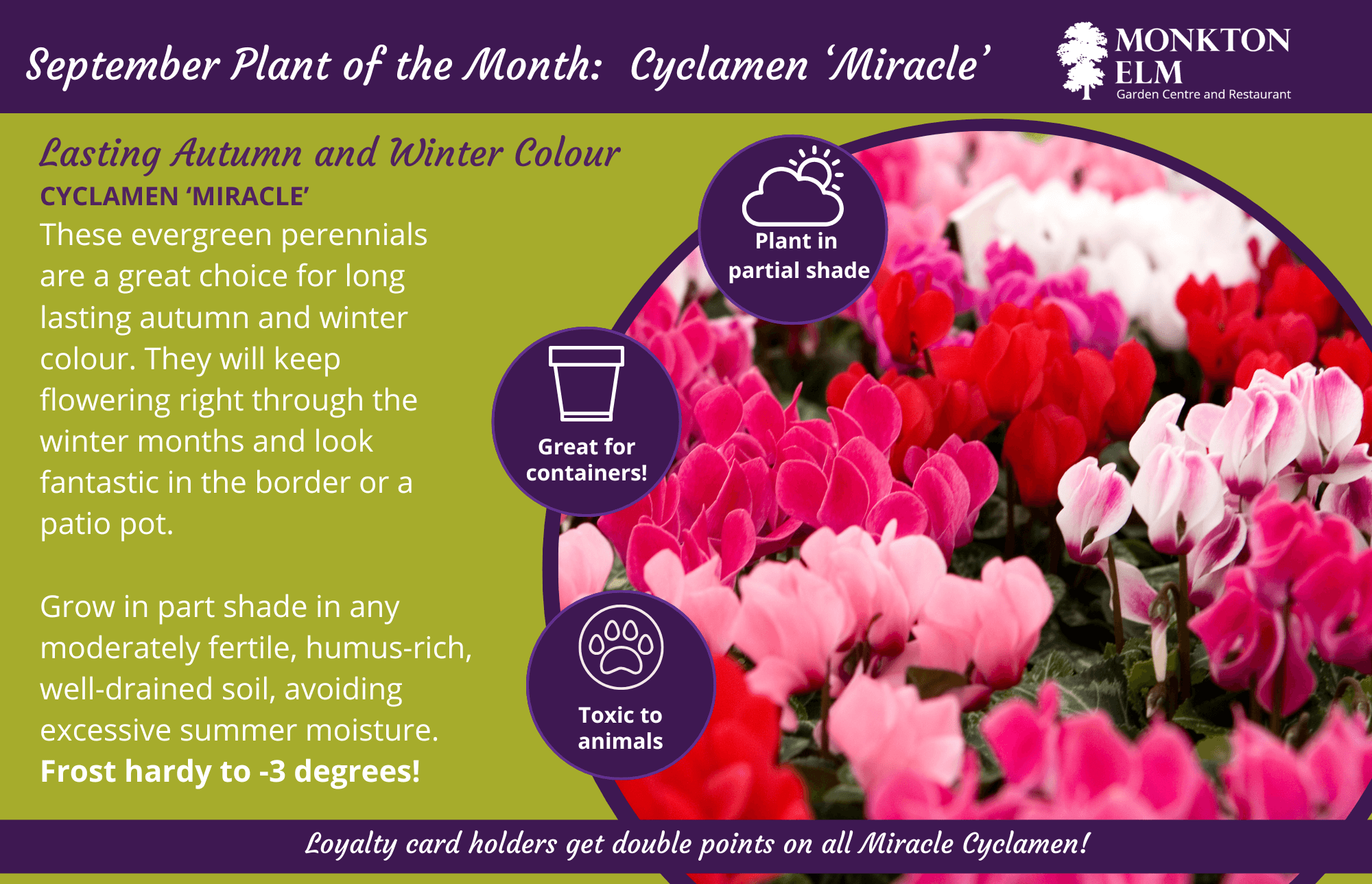 September Plant Of The Month - Cyclamen "Miracle" | Monkton Elm Garden ...