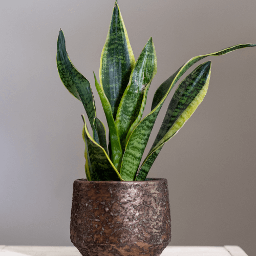 snake plant