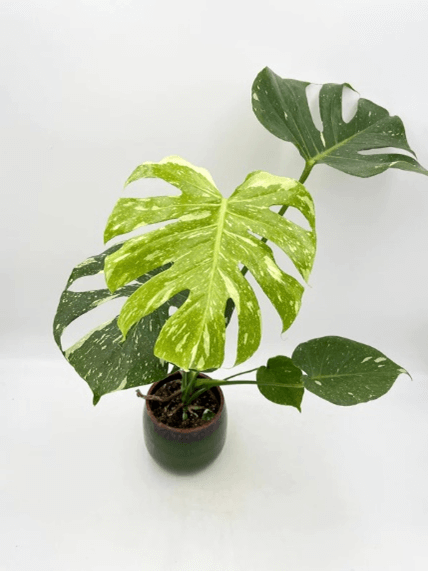 Thai Constellation houseplant